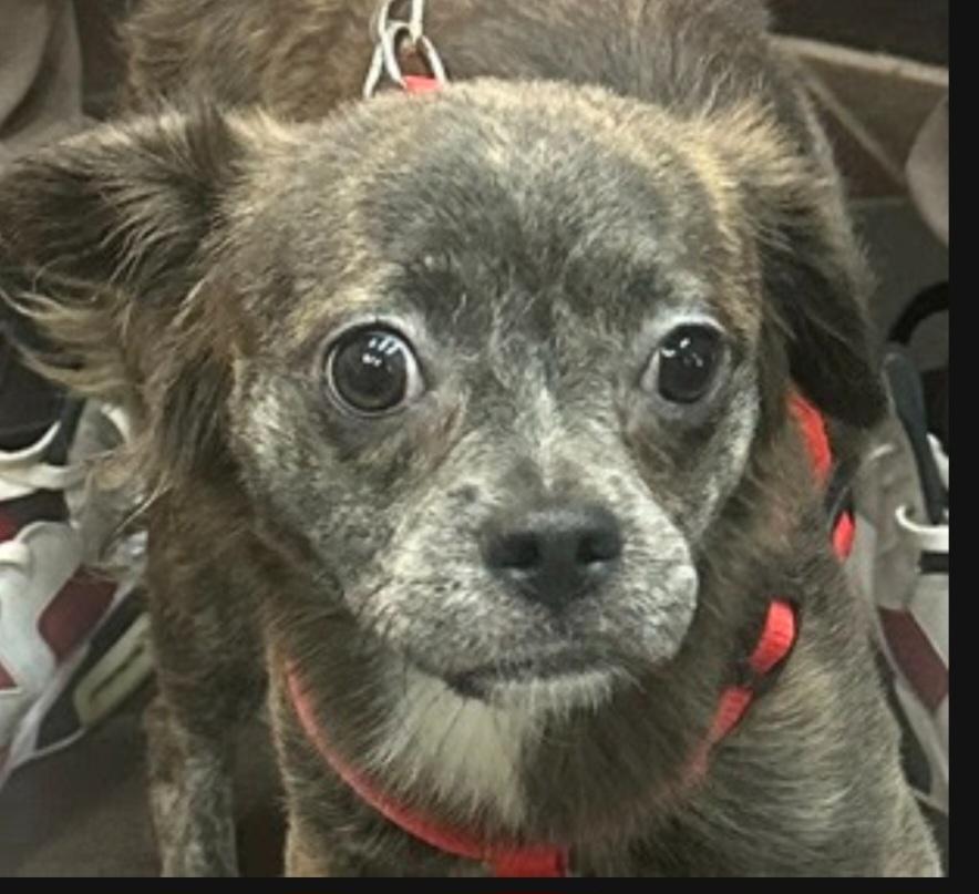 LUNITA (LUNA), Adoptable, Young Female Chihuahua.