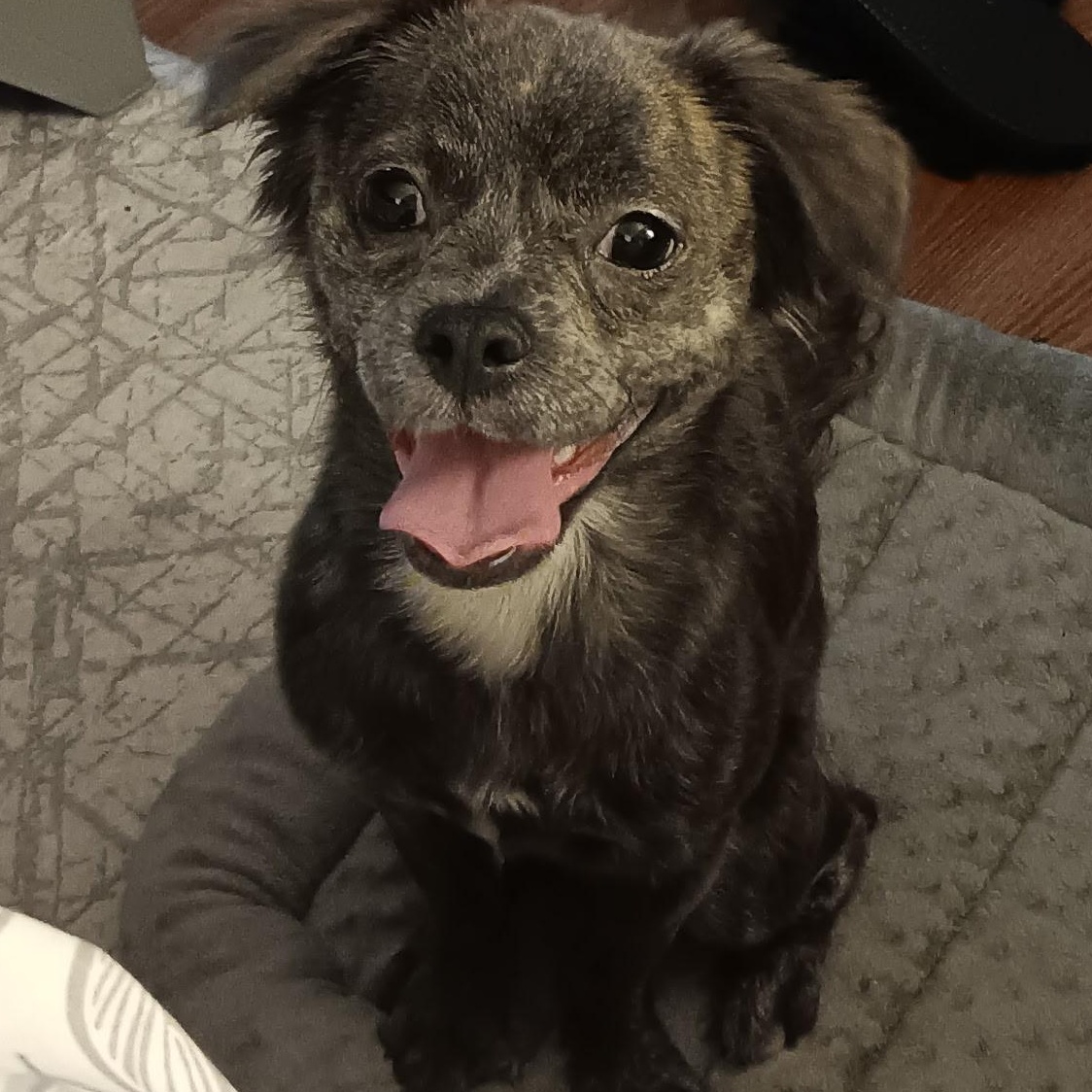 LUNITA (LUNA), a Adoptable Chihuahua in Staten Island, NY image 2/5