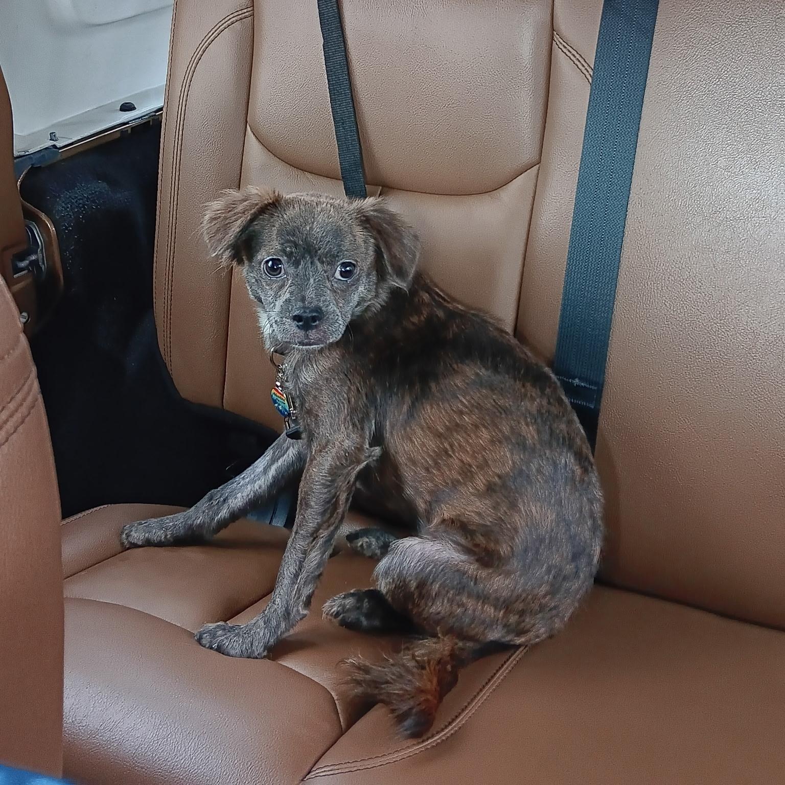 LUNITA (LUNA), a Adoptable Chihuahua in Staten Island, NY image 4/5