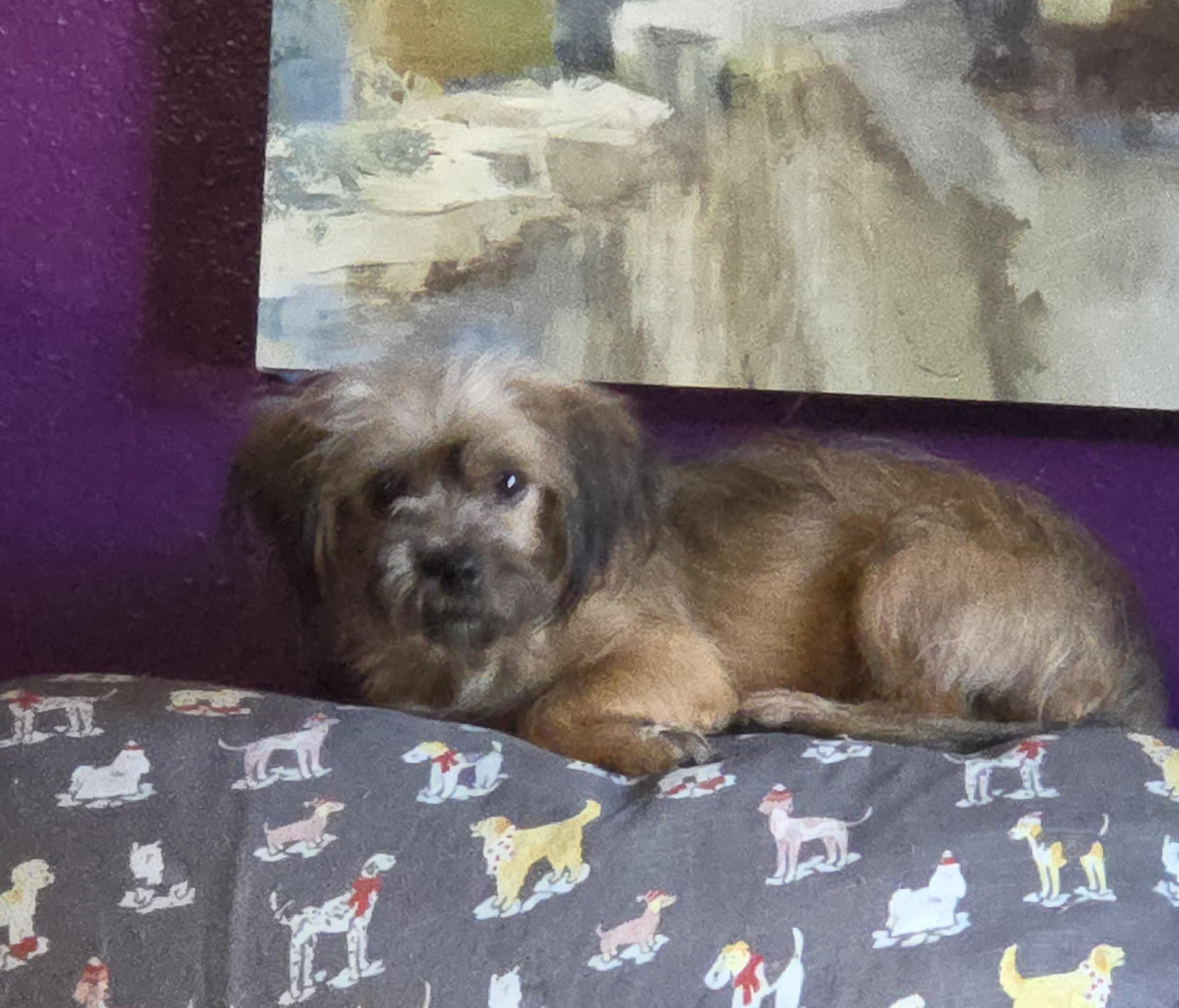 Enlarge Stevie, a Adoptable mixed breed in Deer Park, TX image 1/1