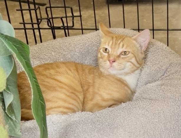 Sam His Dudeness, Adoptable, Adult Male Tabby.