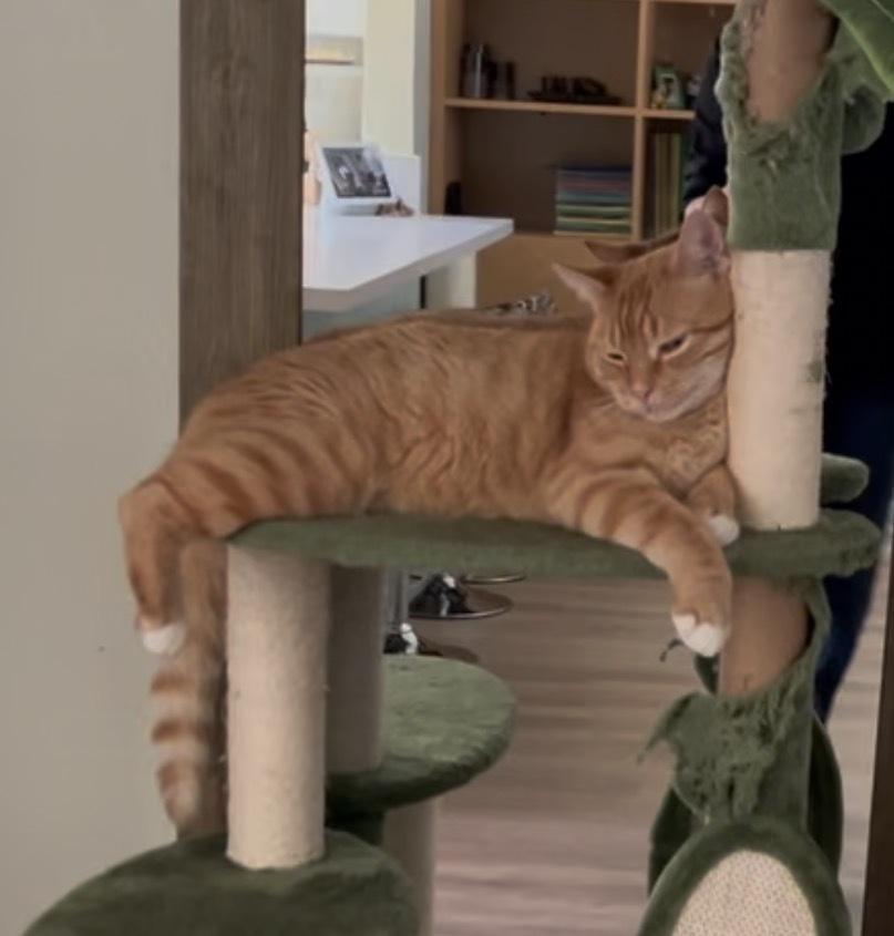 Sam His Dudeness, a Adoptable mixed breed in Gardena, CA image 2/4