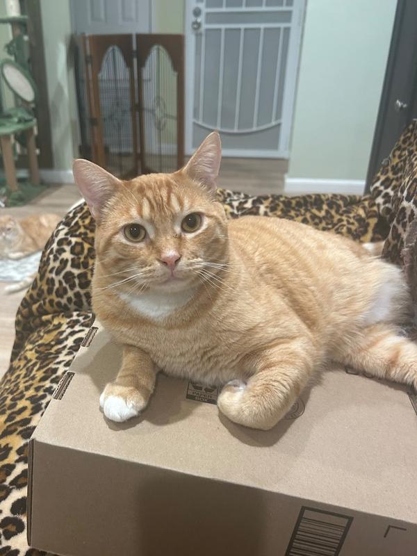 Sam His Dudeness, a Adoptable mixed breed in Gardena, CA image 3/4