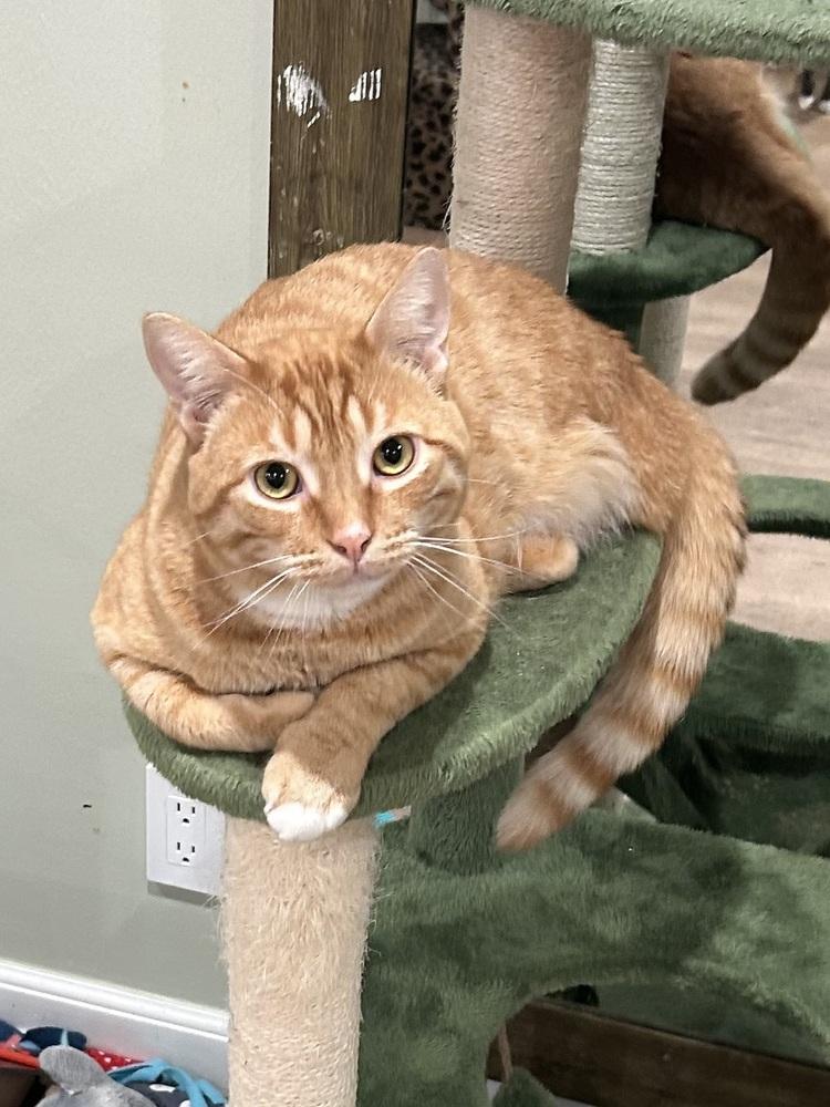 Sam His Dudeness, a Adoptable mixed breed in Gardena, CA image 4/4