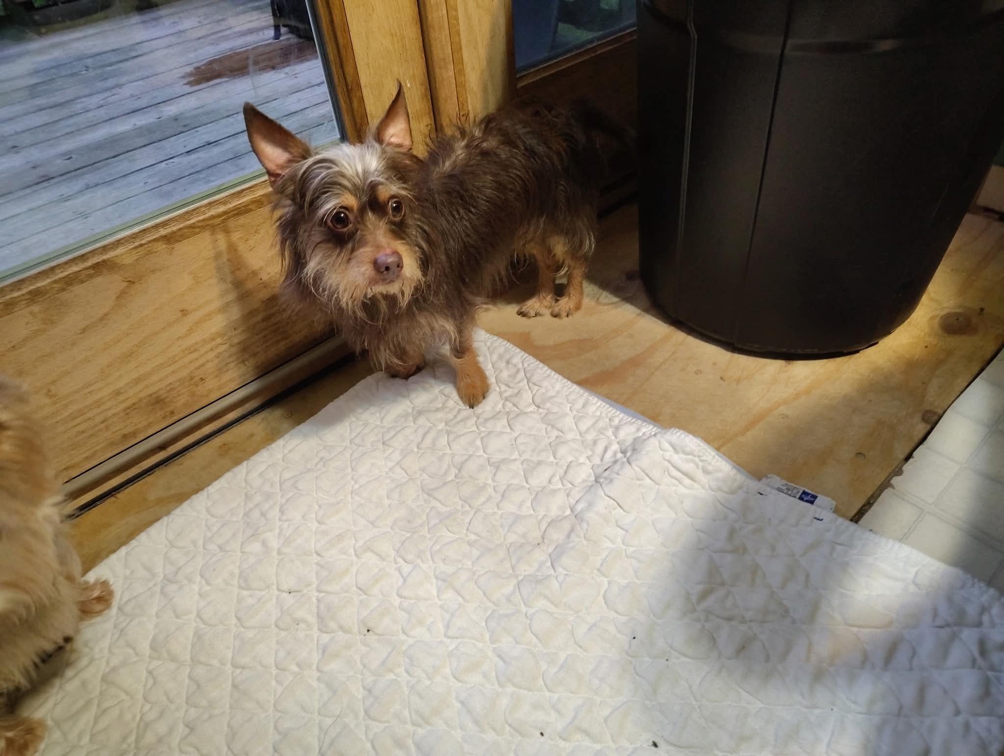 Enlarge Courtesy Post - Bodhi, a ADOPTABLE mixed breed in Vernon, CT image 2/3