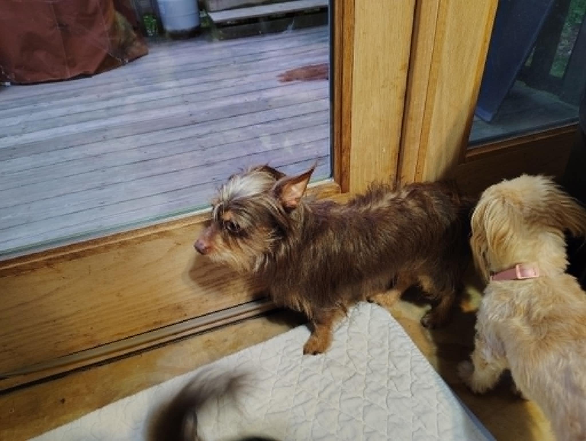 Enlarge Courtesy Post - Bodhi, a ADOPTABLE mixed breed in Vernon, CT image 3/3