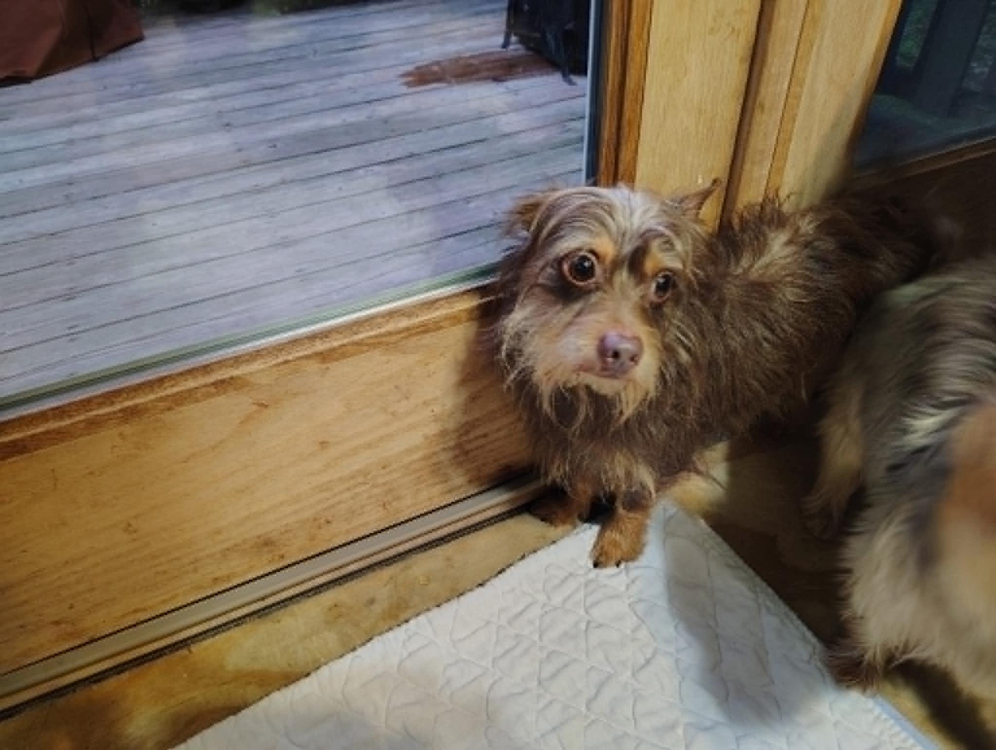 Courtesy Post - Bodhi, ADOPTABLE, Adult Male Yorkshire Terrier.