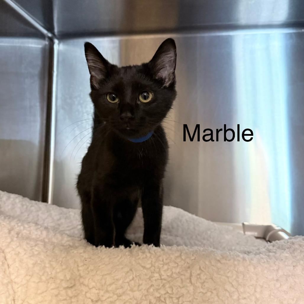Marble, Adoptable, Kitten Male Domestic Short Hair.