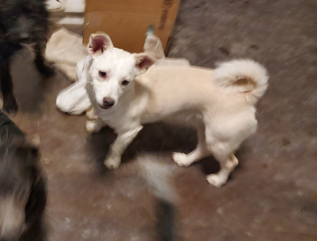 May and Smokey, Adopted, Young Female Terrier & Chihuahua.