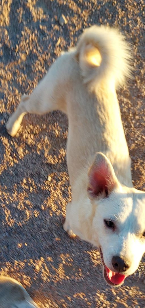 Enlarge May and Smokey, a Adopted mixed breed in Overton, NV image 2/10