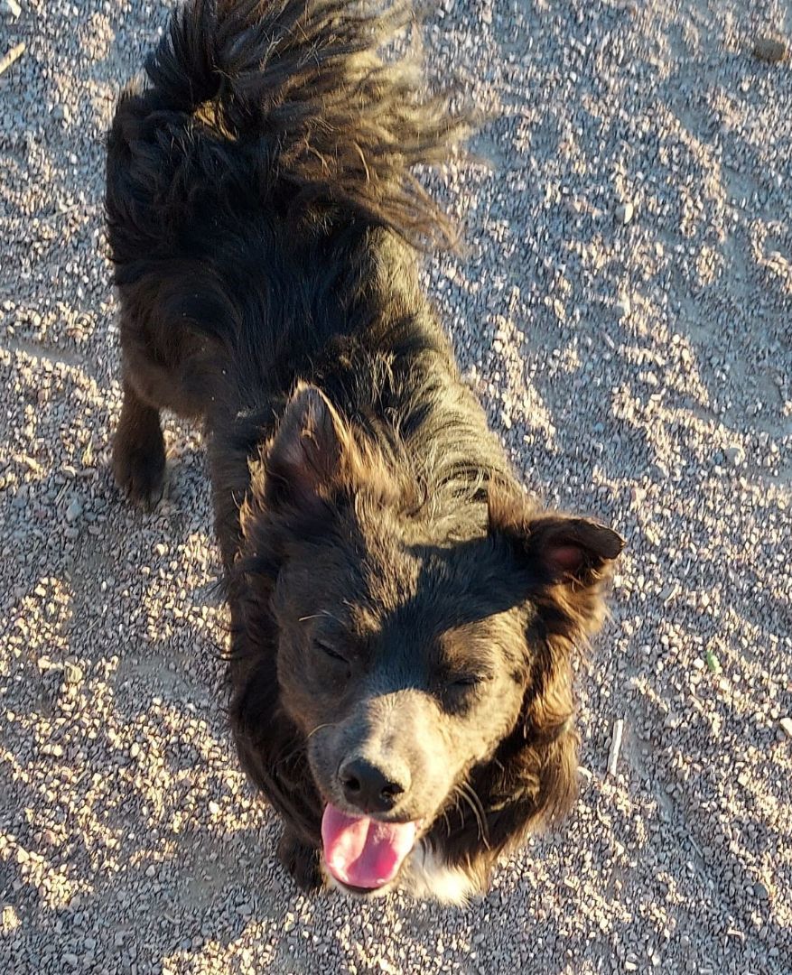 Enlarge May and Smokey, a Adopted mixed breed in Overton, NV image 3/10