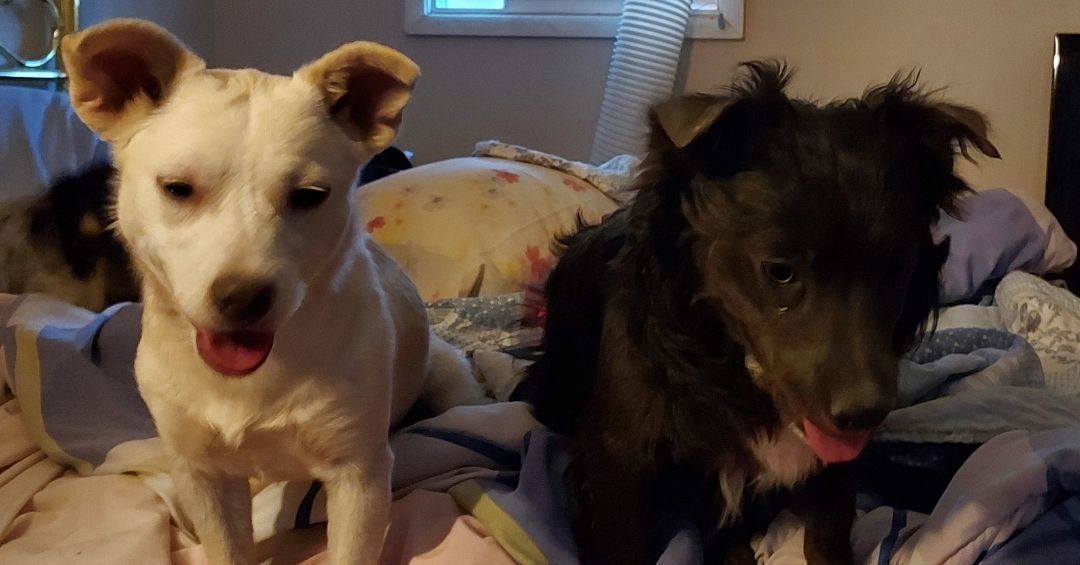 May and Smokey, Adopted, Young Female Terrier & Chihuahua.