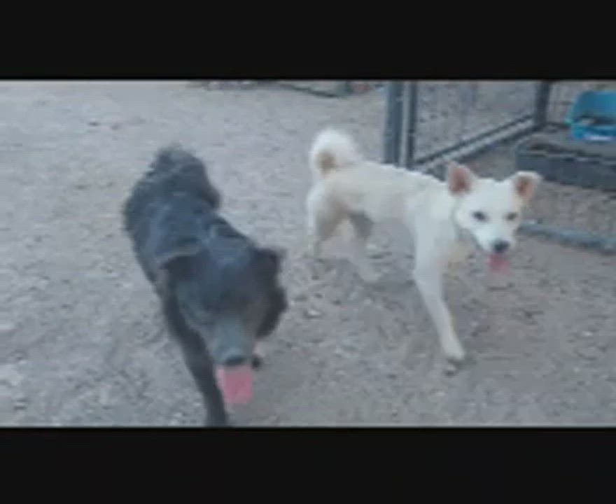 Enlarge May and Smokey, a Adopted mixed breed in Overton, NV video 9/10
