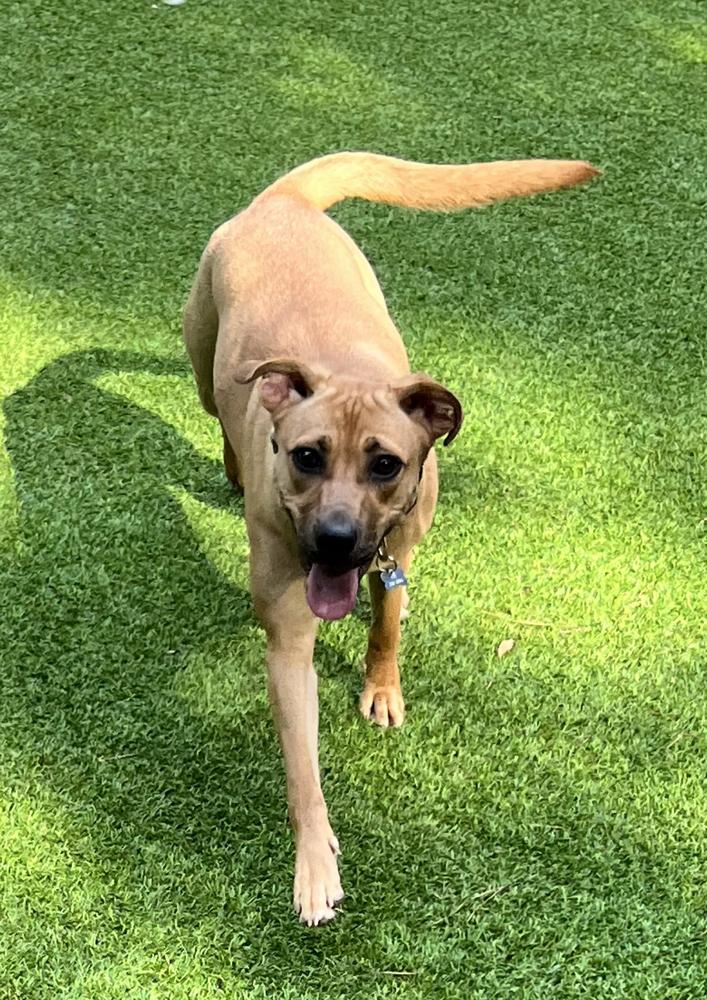 MargaRITA, a Adoptable mixed breed in Dunwoody, GA image 1/5