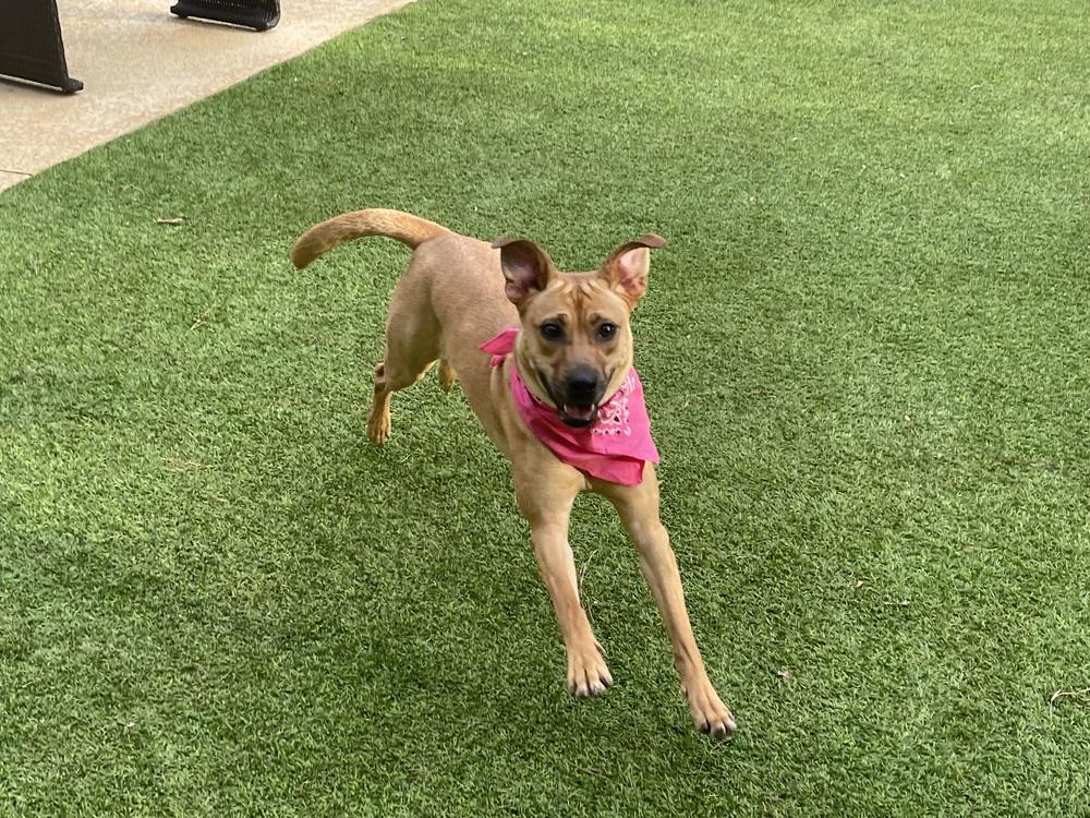 MargaRITA, a Adoptable mixed breed in Dunwoody, GA image 2/5