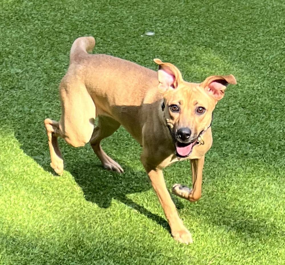 MargaRITA, a Adoptable mixed breed in Dunwoody, GA image 4/5