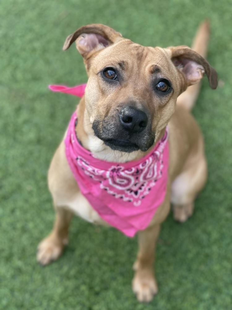 MargaRITA, a Adoptable mixed breed in Dunwoody, GA image 5/5