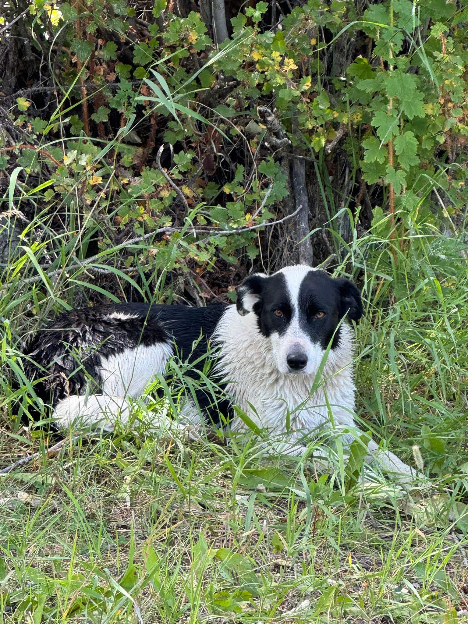 Mia