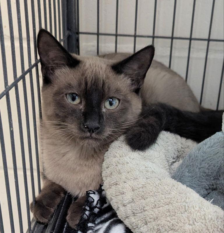 Root Beer thumbnail 3