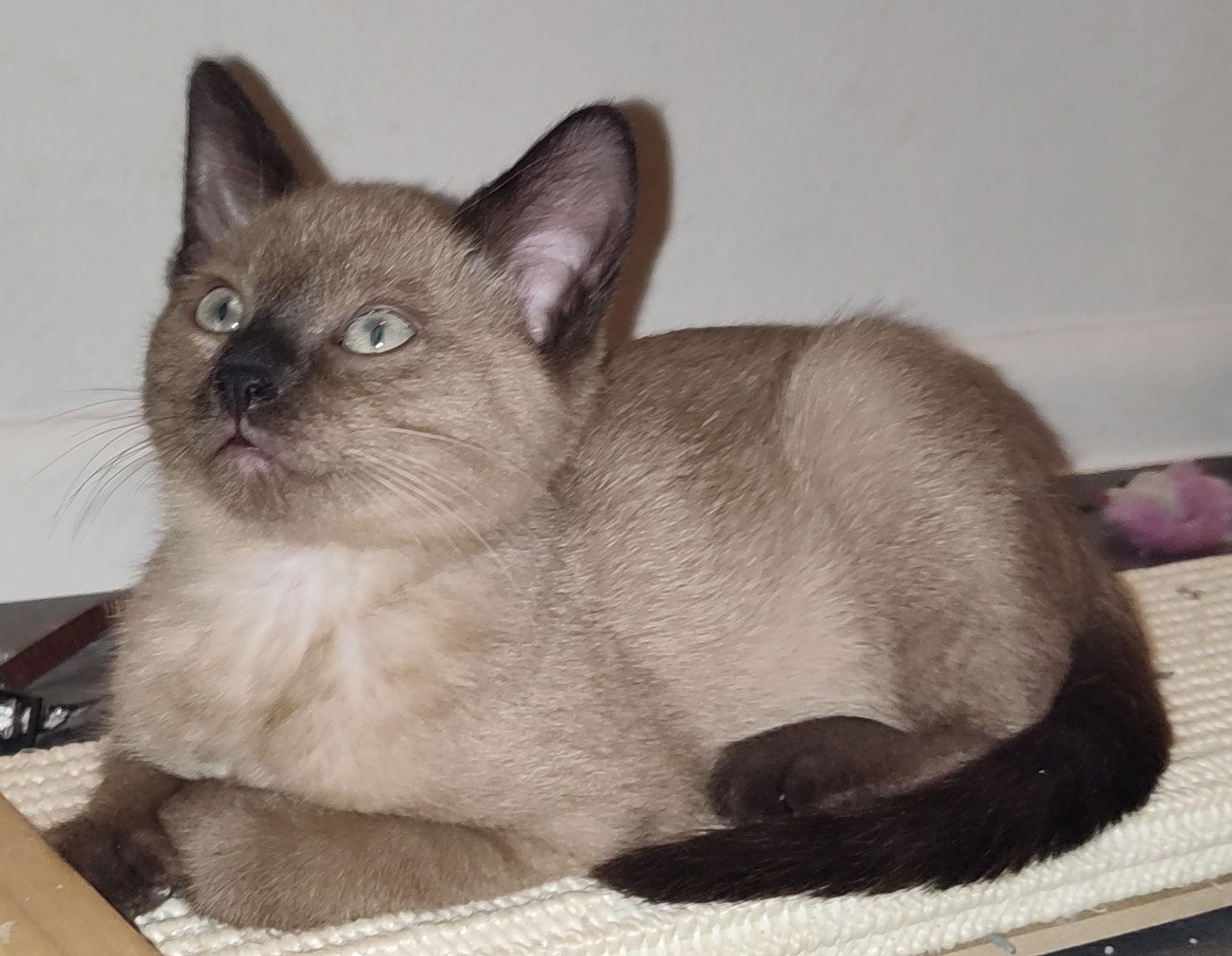 Root Beer thumbnail 4