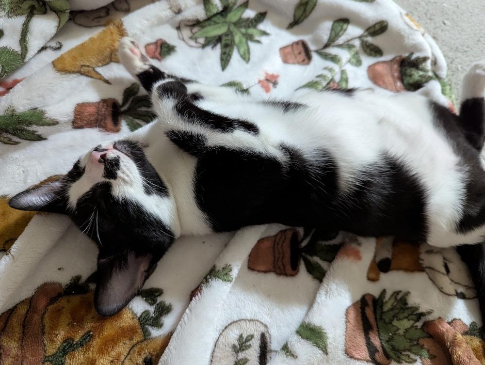 Enlarge Oreo, a Adoptable Domestic Short Hair in Ruskin, FL image 4/6