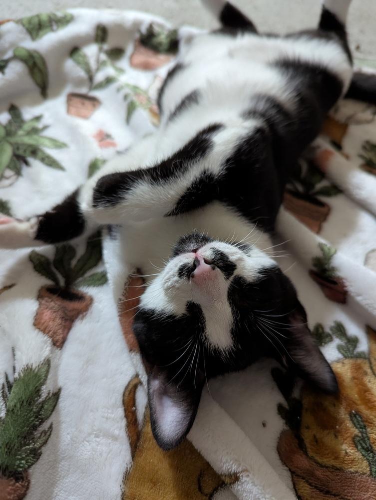 Enlarge Oreo, a Adoptable Domestic Short Hair in Ruskin, FL image 5/6