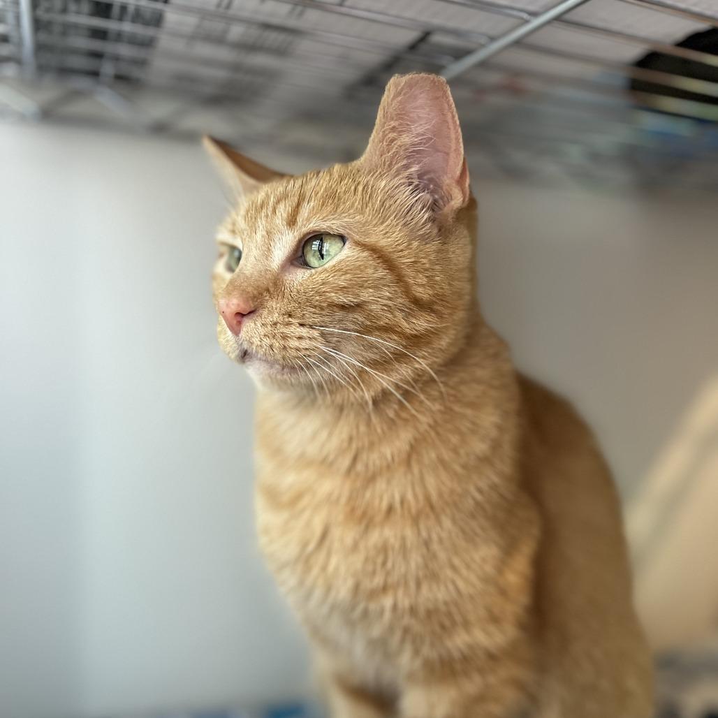 Quistis, Adoptable, Senior Female Domestic Short Hair.