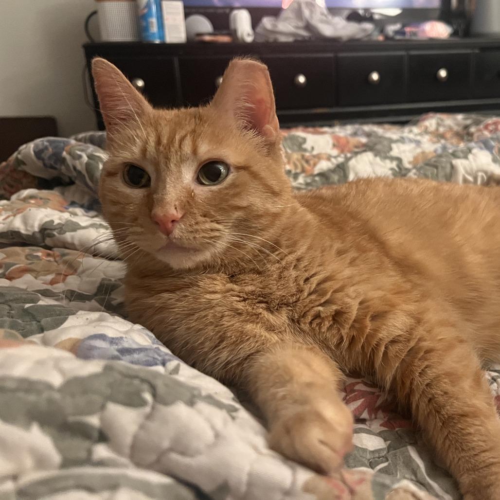 Enlarge Quistis, a Adoptable Domestic Short Hair in St. Louis, MO image 2/6