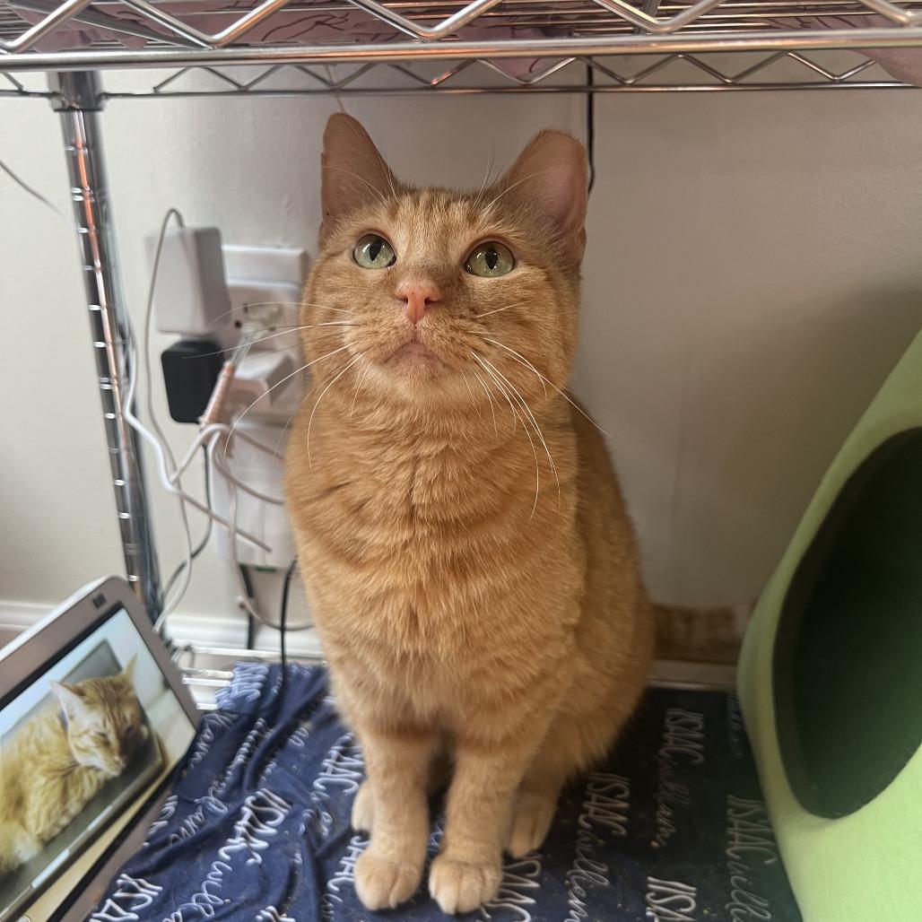 Enlarge Quistis, a Adoptable Domestic Short Hair in St. Louis, MO image 4/6