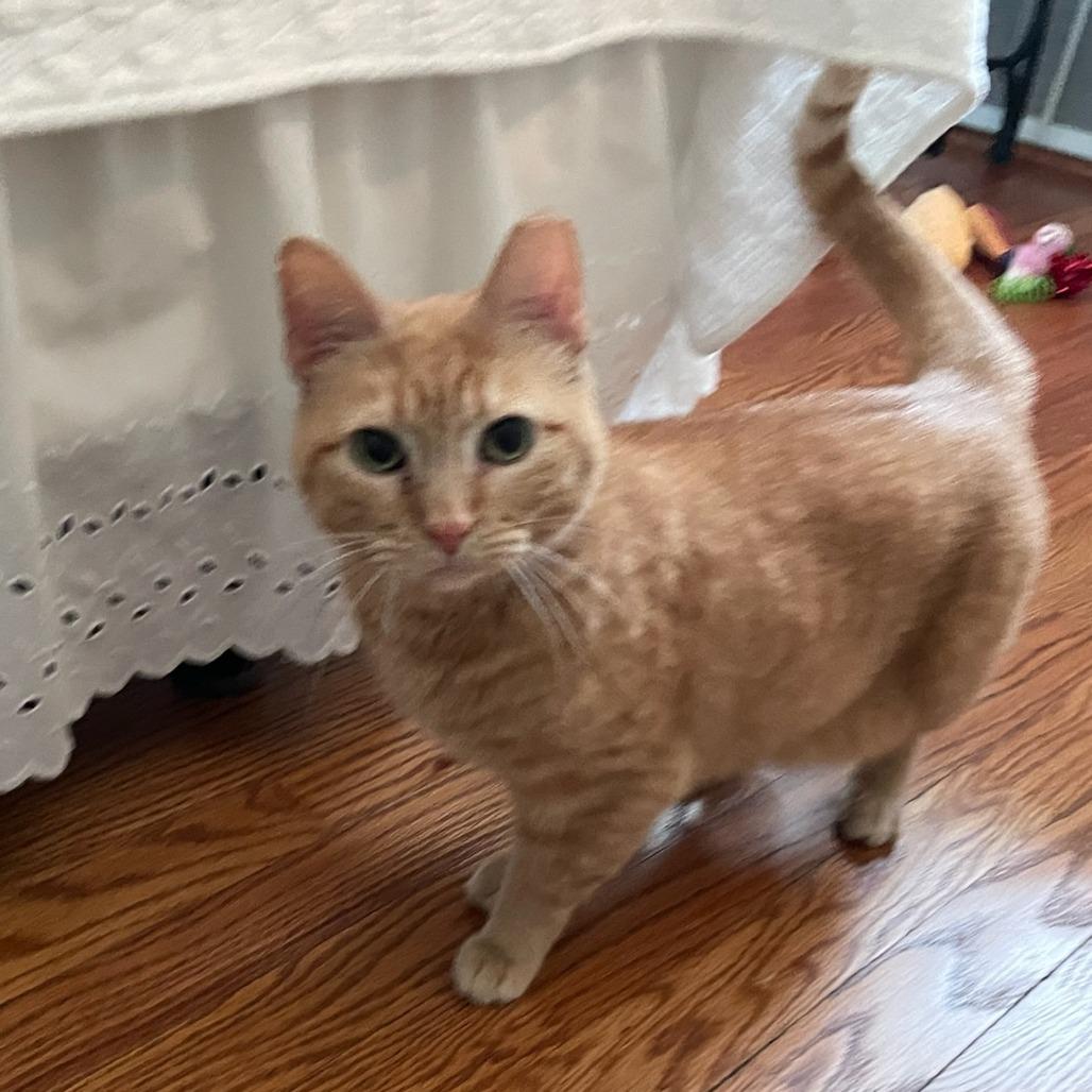 Enlarge Quistis, a Adoptable Domestic Short Hair in St. Louis, MO image 5/6