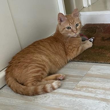 Enlarge Quistis, a Adoptable Domestic Short Hair in St. Louis, MO image 6/6