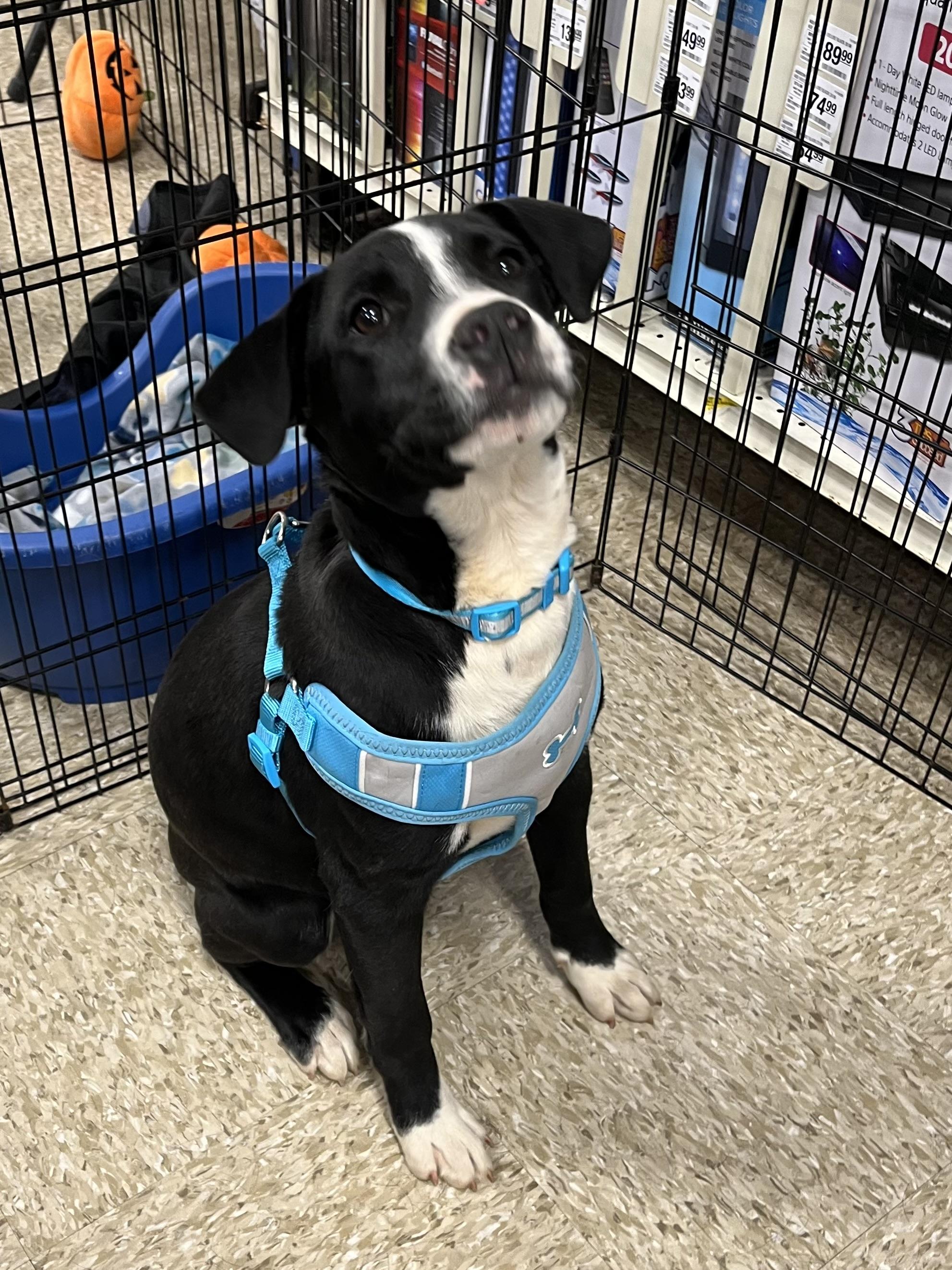 Baloo, Adoptable, Young Male Black Labrador Retriever.