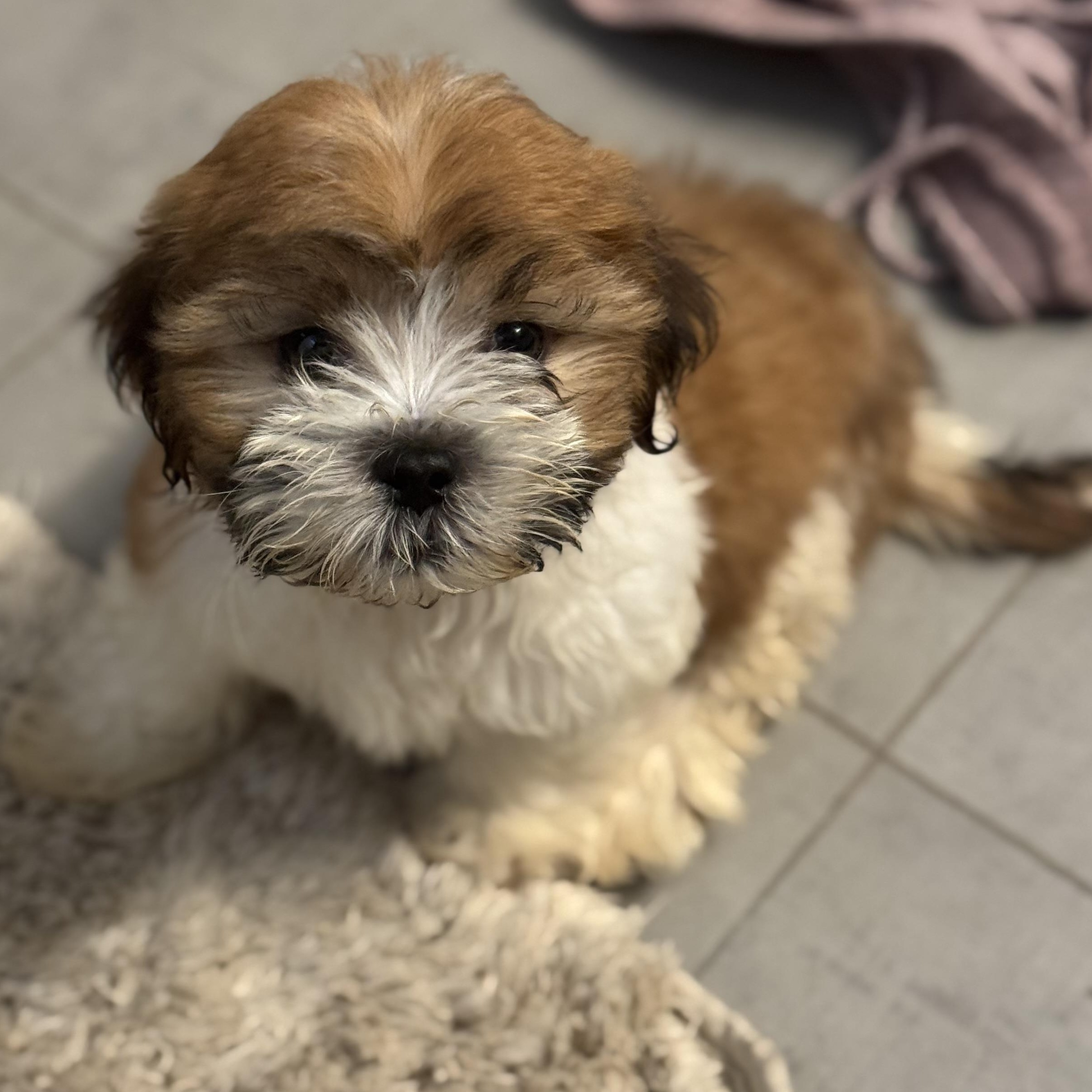 Meet Sammy At just 9 weeks old this little Shih Tzu has already lived through his first dramatic p