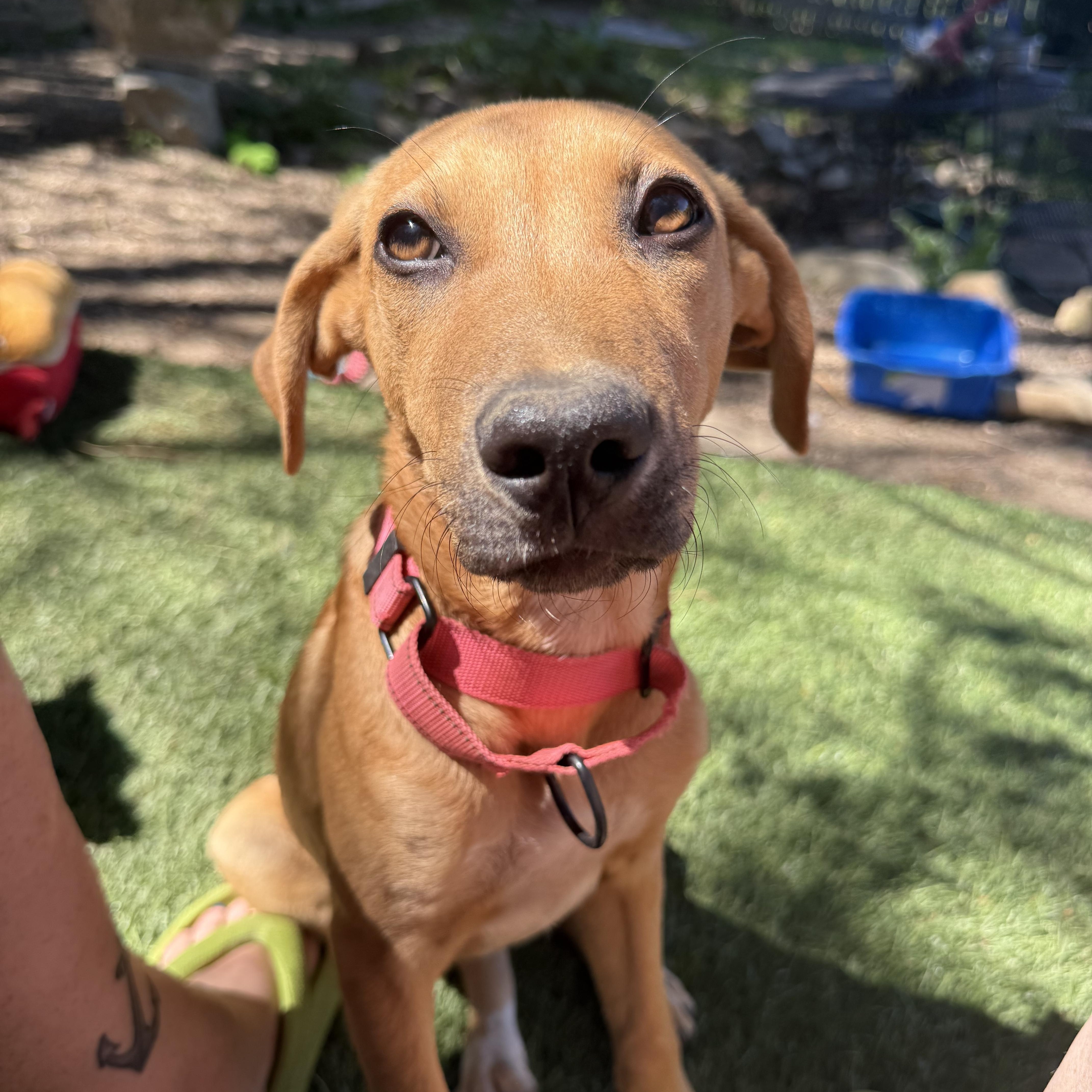 Rosita, ADOPTABLE, Young Female Hound.
