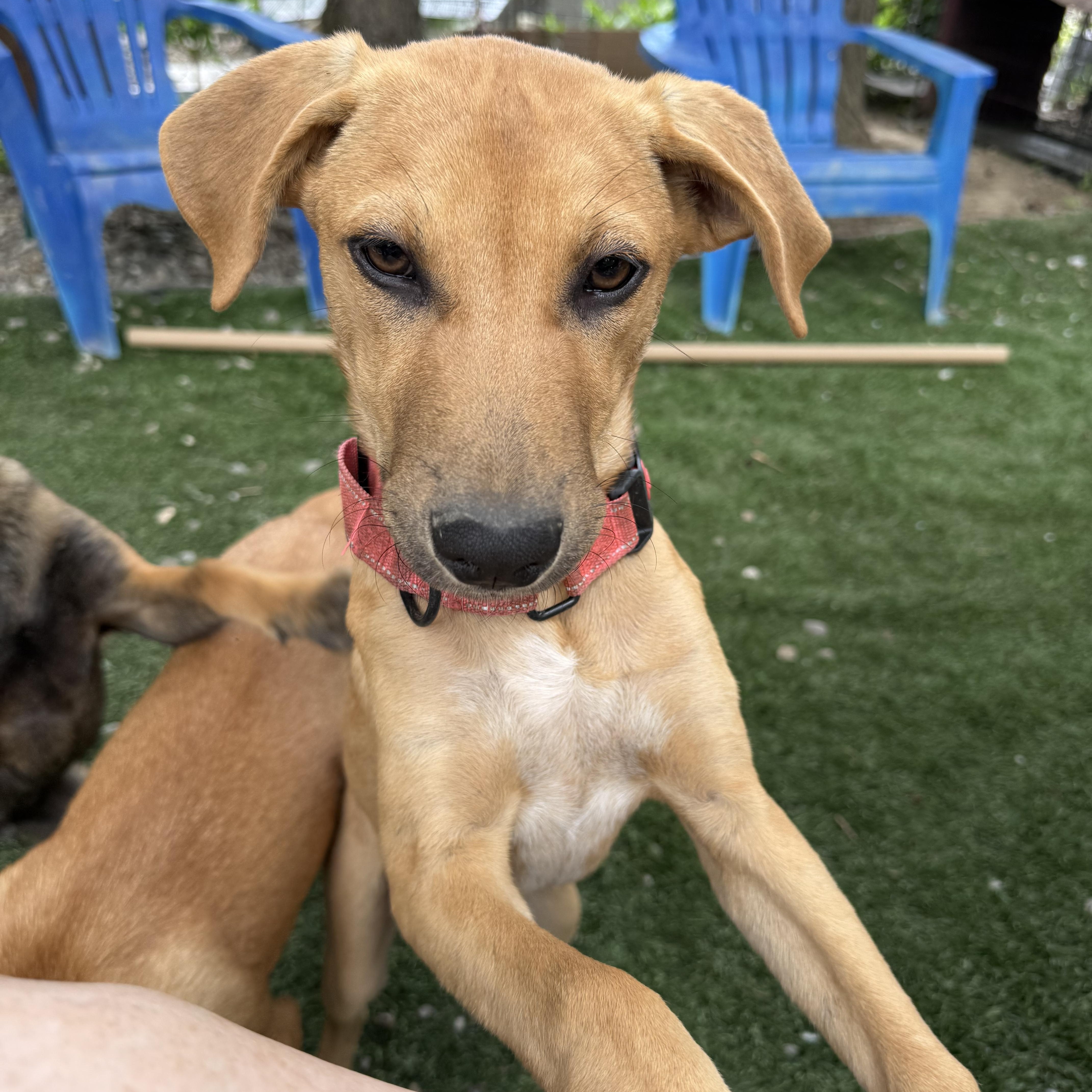 Rosita, a ADOPTABLE mixed breed in Danbury, CT image 2/2