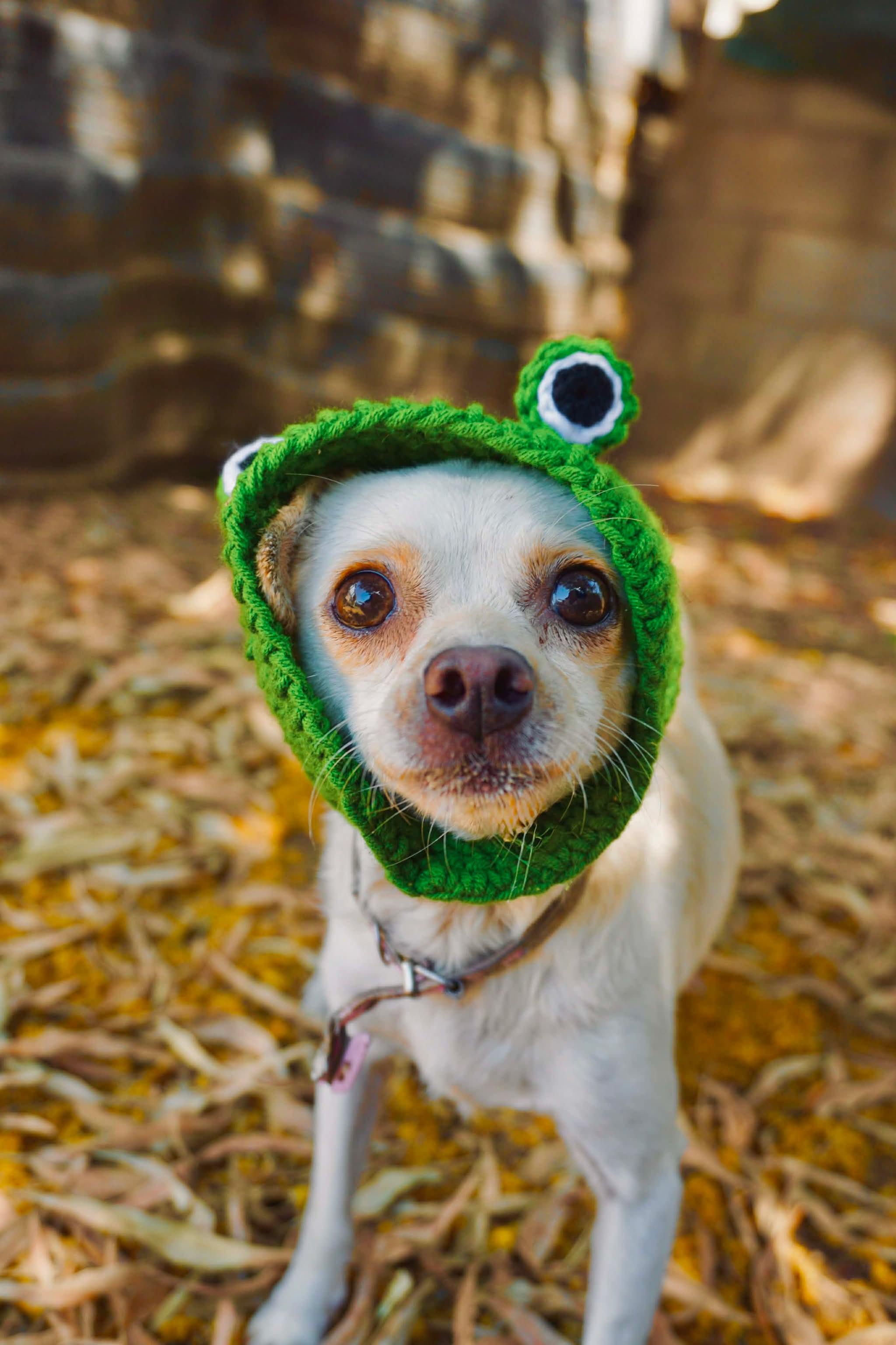 Rana, ADOPTABLE, Young Female Chihuahua.