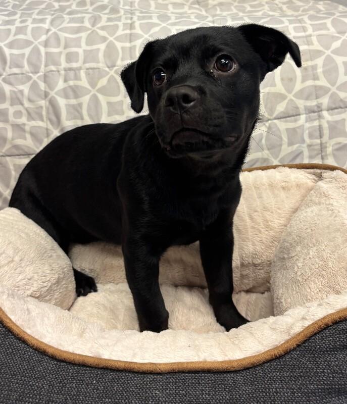 Hershey, a Adoptable mixed breed in Van Nuys, CA image 1/6