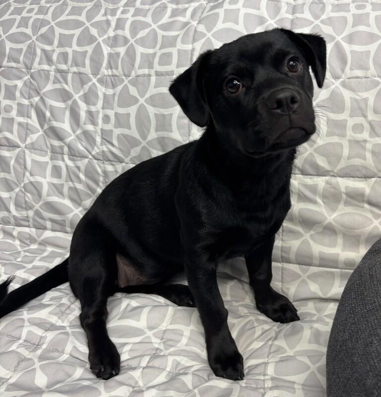 Hershey, a Adoptable mixed breed in Van Nuys, CA image 2/6