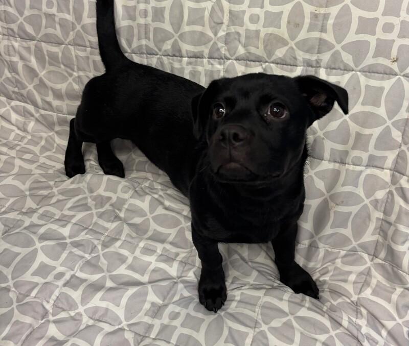 Hershey, a Adoptable mixed breed in Van Nuys, CA image 4/6