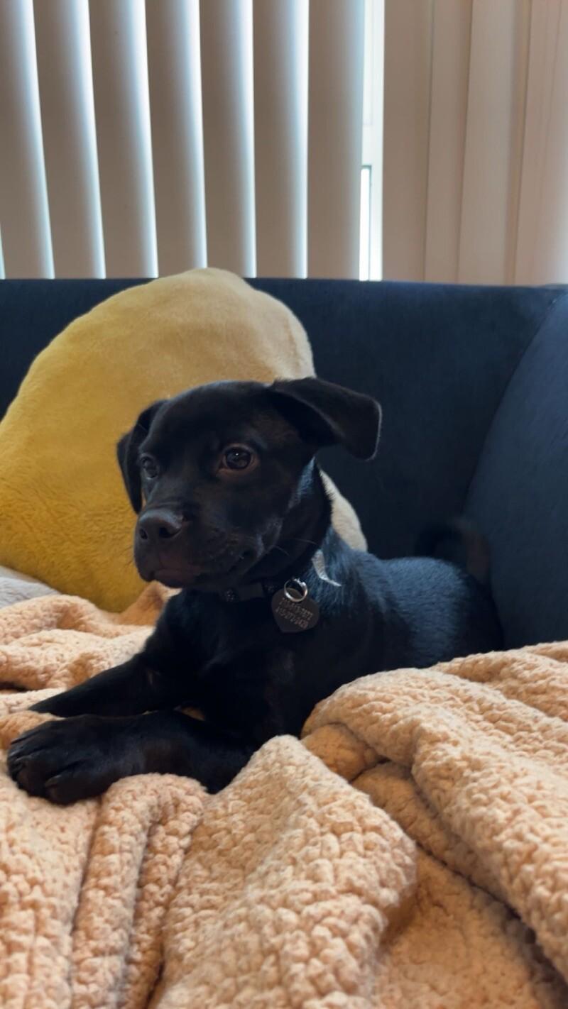 Hershey, a Adoptable mixed breed in Van Nuys, CA image 5/6