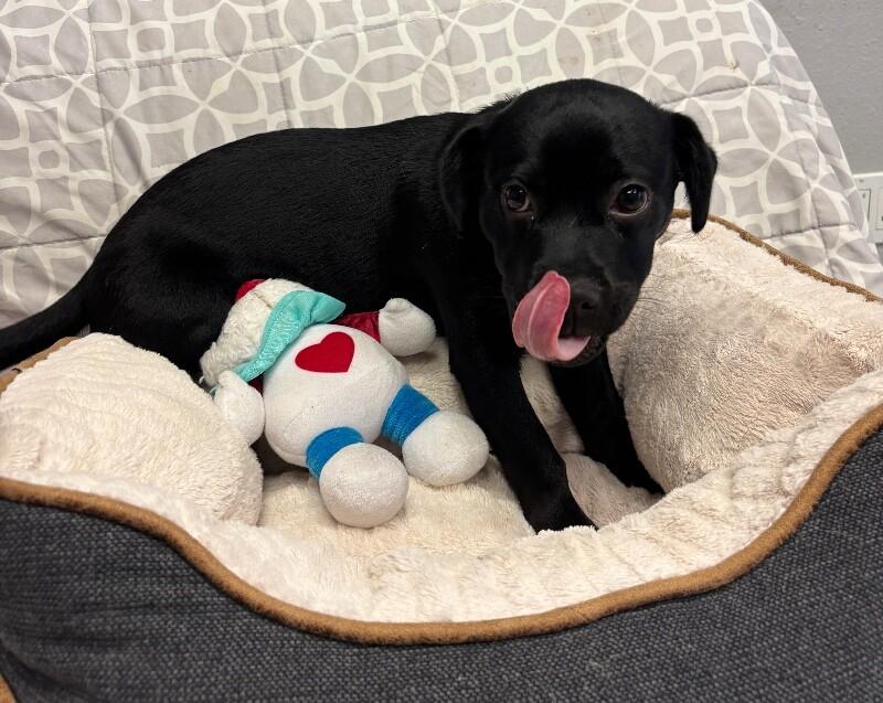 Hershey, a Adoptable mixed breed in Van Nuys, CA image 6/6