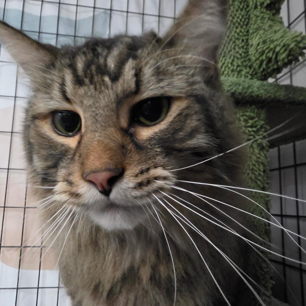 Enlarge Leonardo, a Adoptable Domestic Long Hair in Bismarck, ND image 1/5
