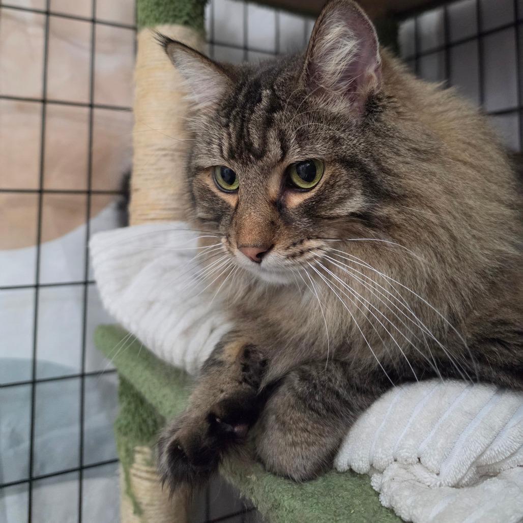 Enlarge Leonardo, a Adoptable Domestic Long Hair in Bismarck, ND image 2/5