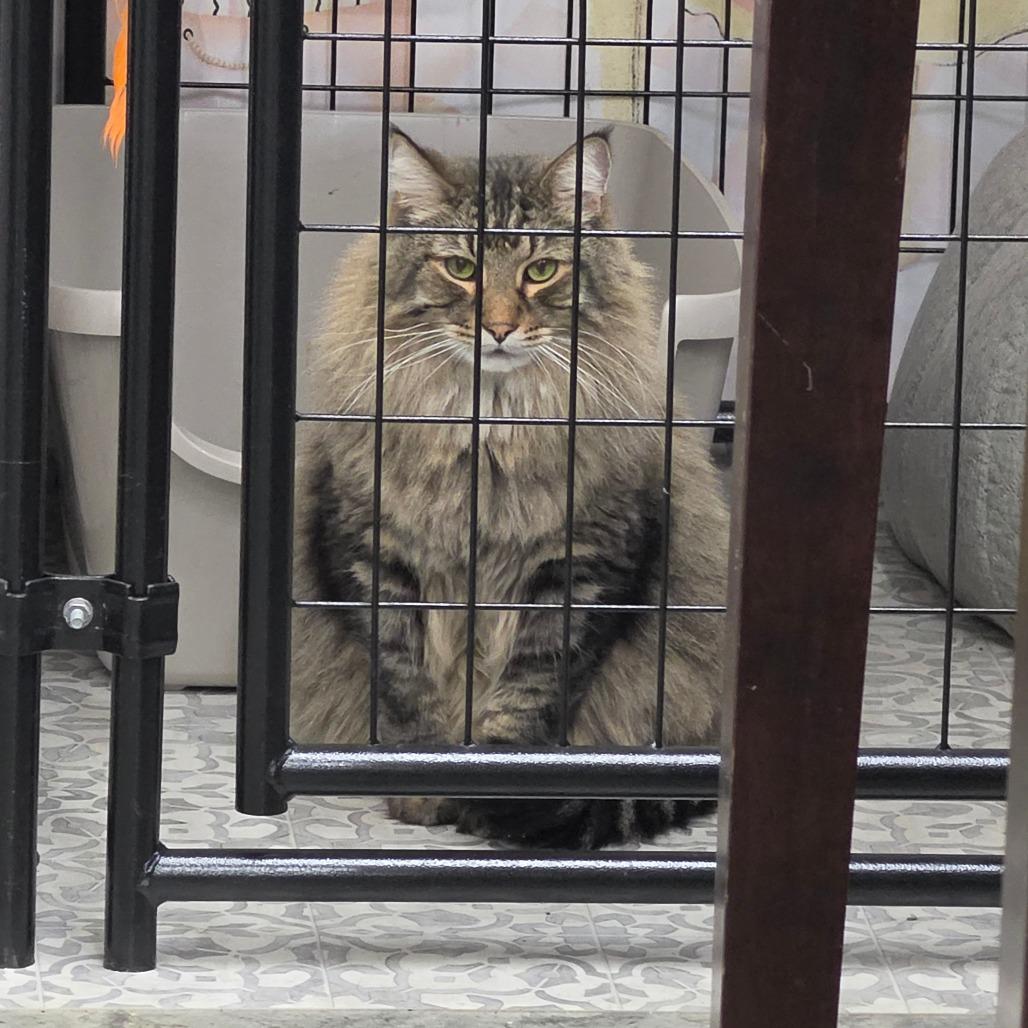Enlarge Leonardo, a Adoptable Domestic Long Hair in Bismarck, ND image 3/5