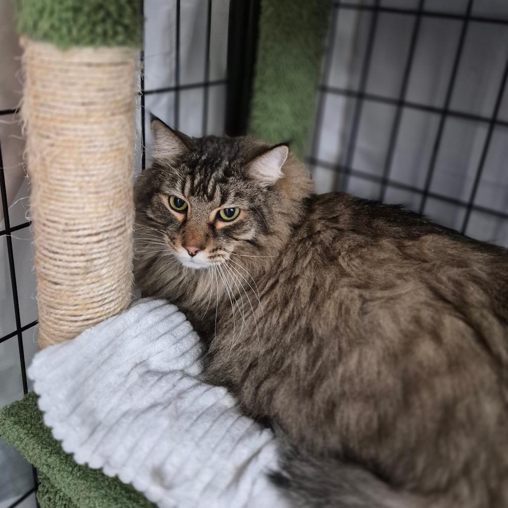 Enlarge Leonardo, a Adoptable Domestic Long Hair in Bismarck, ND image 4/5