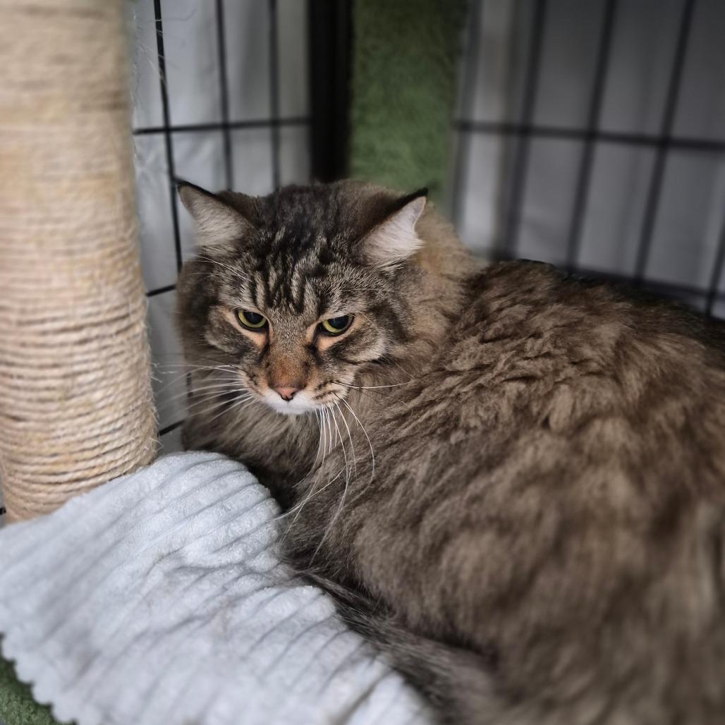 Enlarge Leonardo, a Adoptable Domestic Long Hair in Bismarck, ND image 5/5
