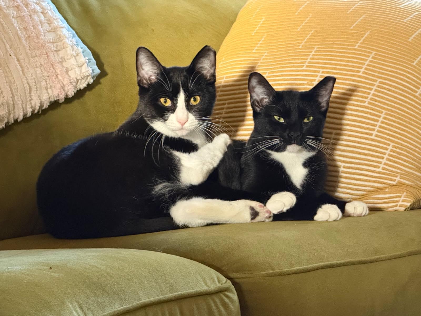 Suki & Jasper, ADOPTABLE, Young Female Domestic Short Hair.