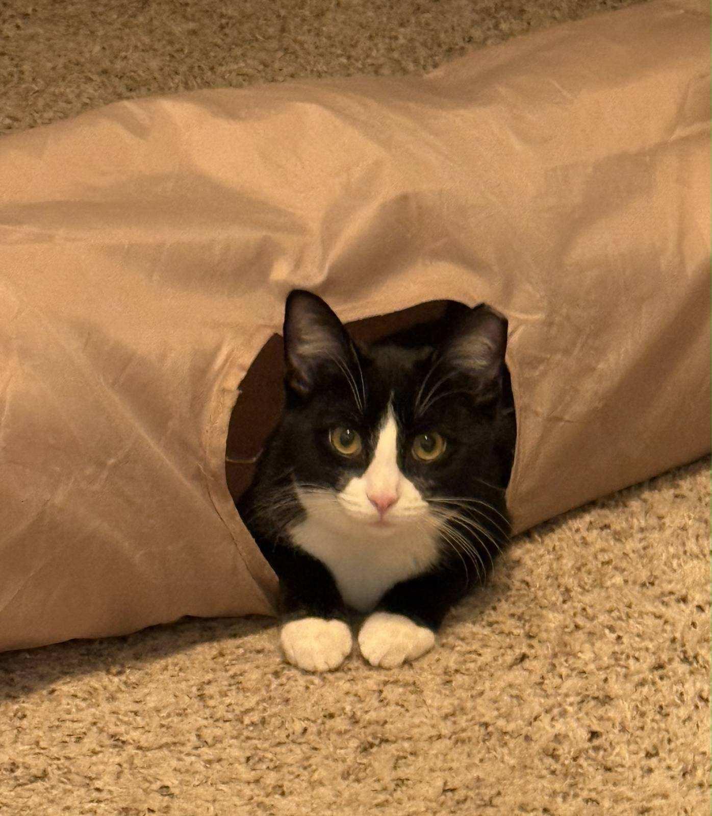 Enlarge Suki & Jasper, a ADOPTABLE Domestic Short Hair in Lewis Center, OH image 2/3