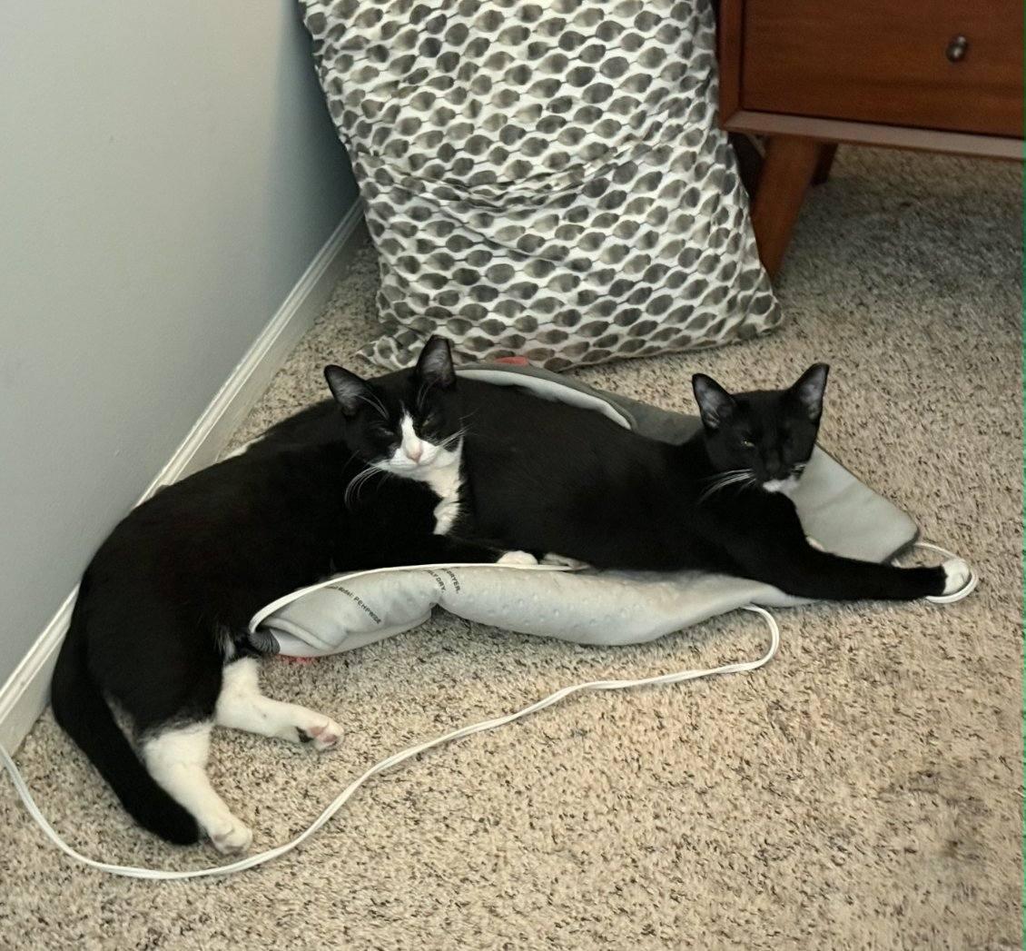 Enlarge Suki & Jasper, a ADOPTABLE Domestic Short Hair in Lewis Center, OH image 3/3