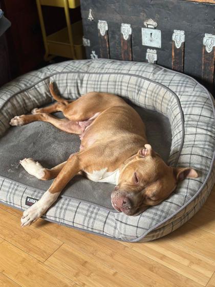 Enlarge Maid Marian, a Adoptable mixed breed in Kansas City, MO image 2/3